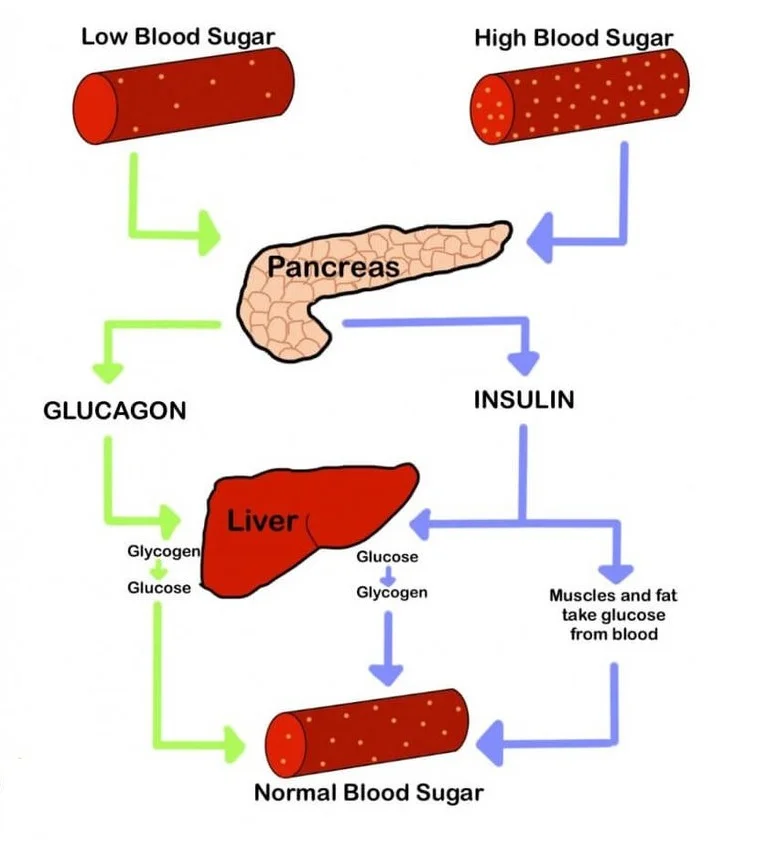 Diagram showing regulation of blood glucose by insulin and glucagon